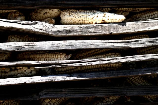 Image for pre-nixtamalización