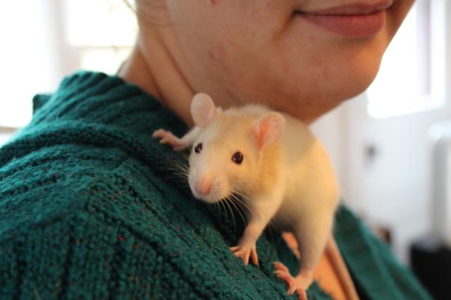 Image for Kari the rat