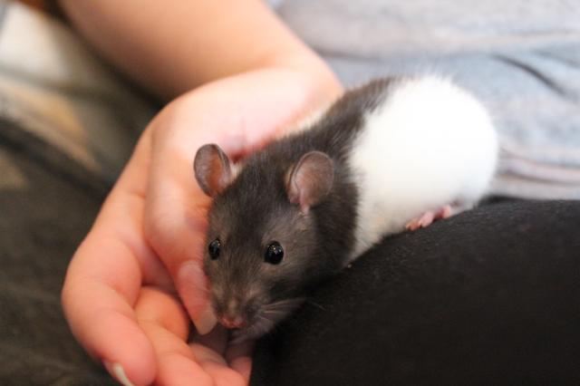 Image for Prika on lap