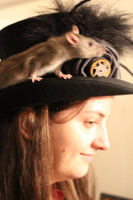 Image for Clove on Morgan's hat, profile view