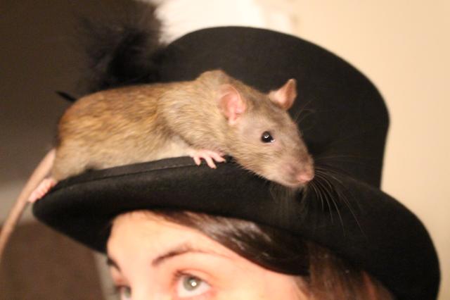 Image for Clove on Morgan's hat, again