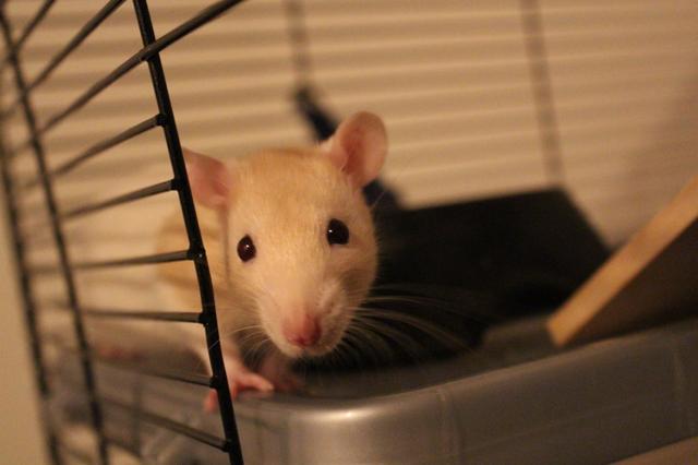 Image for Kari in her cage