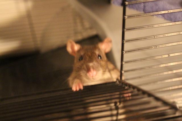 Image for Clove in her cage