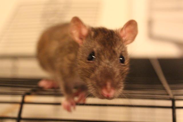 Image for Clove on top of her cage