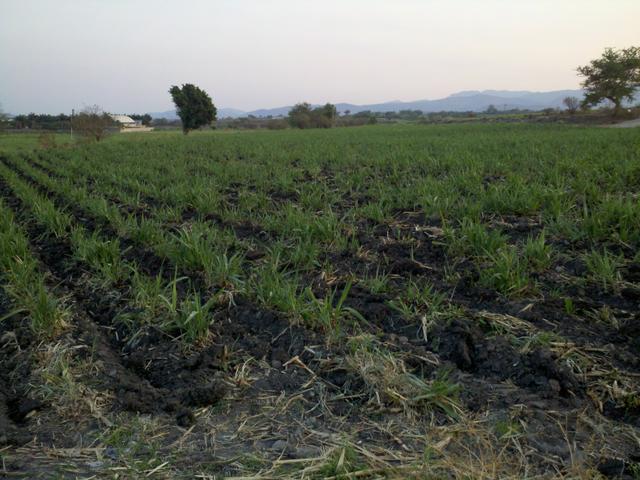 Image for Green lands