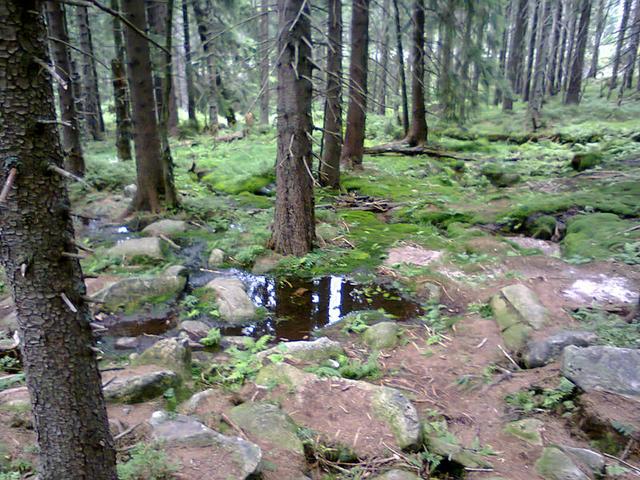 Image for Forest in the Giant Mountains