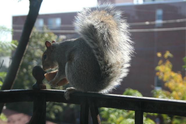 Image for My little friend