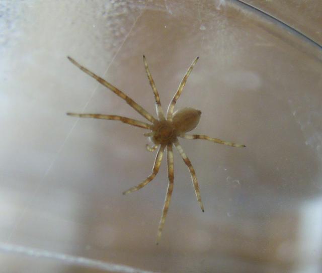 Image for araneo en glaso · паук в стакане · spider in a glass