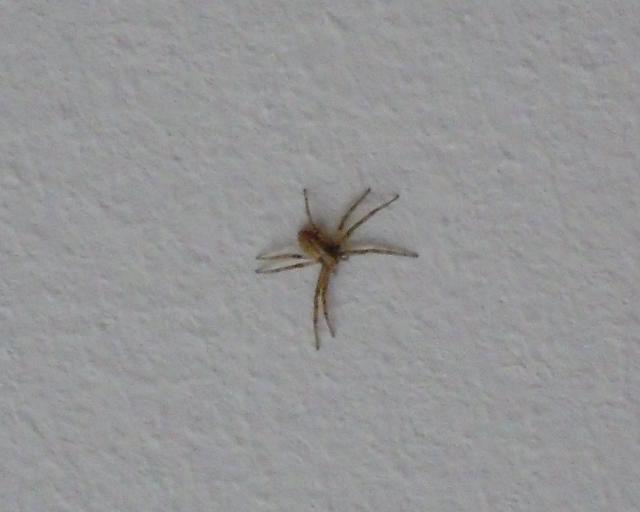 Image for паук на потолке · araneo sur la plafono · a spider on the ceiling