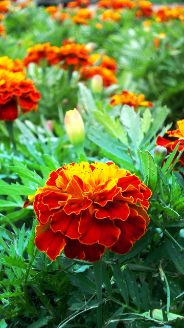 Image for Flor de Okayama