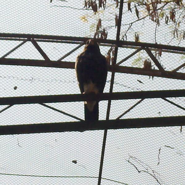 Image for Beautiful bird