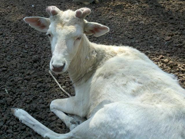 Image for Un buen amigo