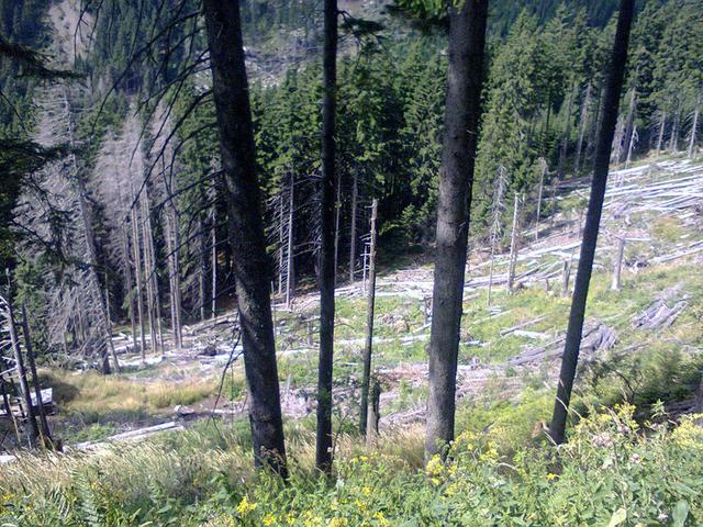 Image for  Forest in the Giant Mountains 