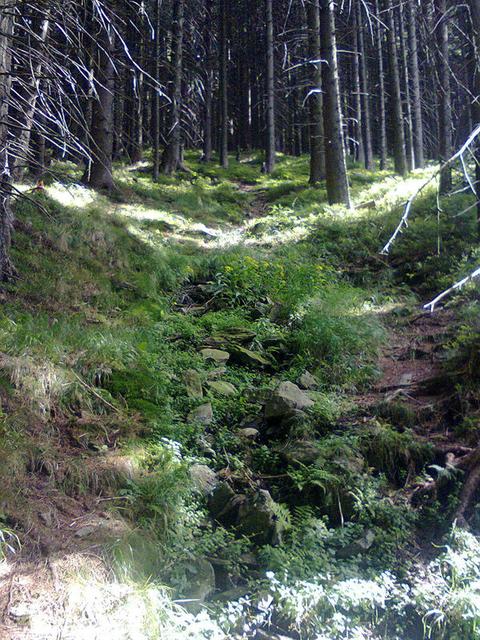 Image for  Forest in the Giant Mountains 