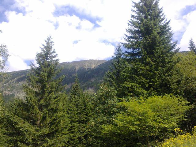 Image for  Forest in the Giant Mountains 