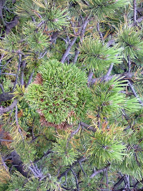Image for Strange twist of mountain pine branches