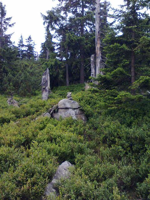 Image for Strange stones on the trail