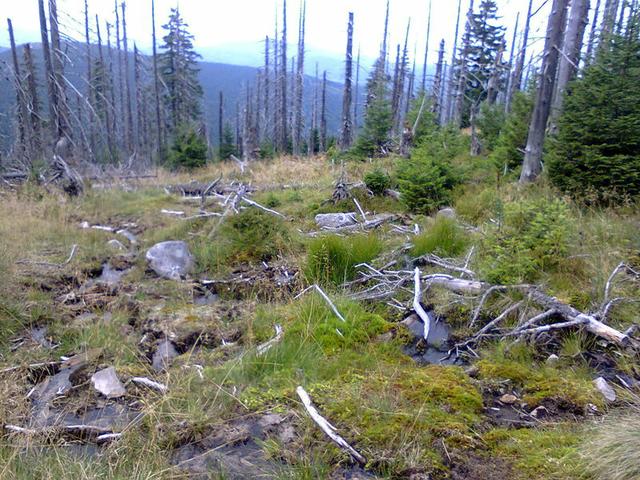 Image for Dead forest in the Giant Mountains