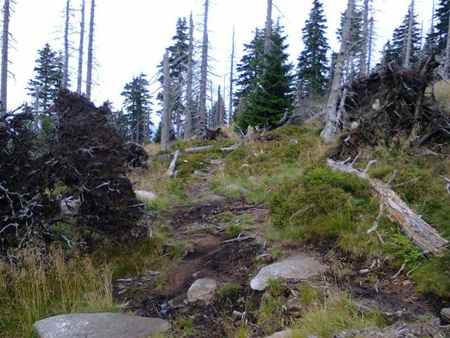 Image for Dead forest in the Giant Mountains