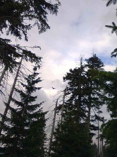 Image for Fleeing raven