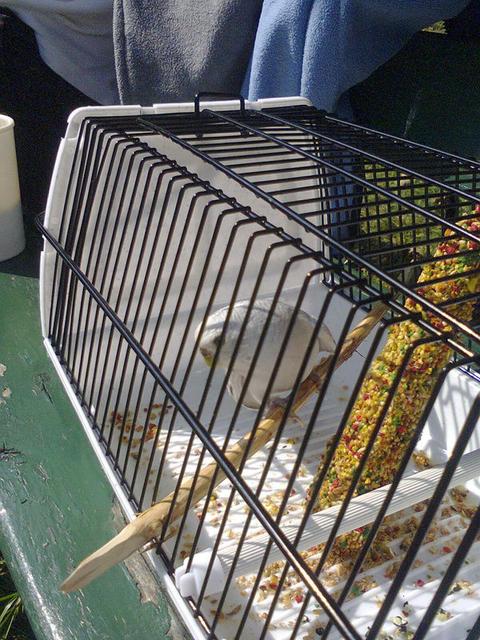 Image for Parrot from Prague