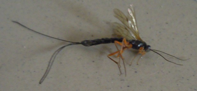 Image for Rhyssa persuasoria (supposedly), Sep 2014