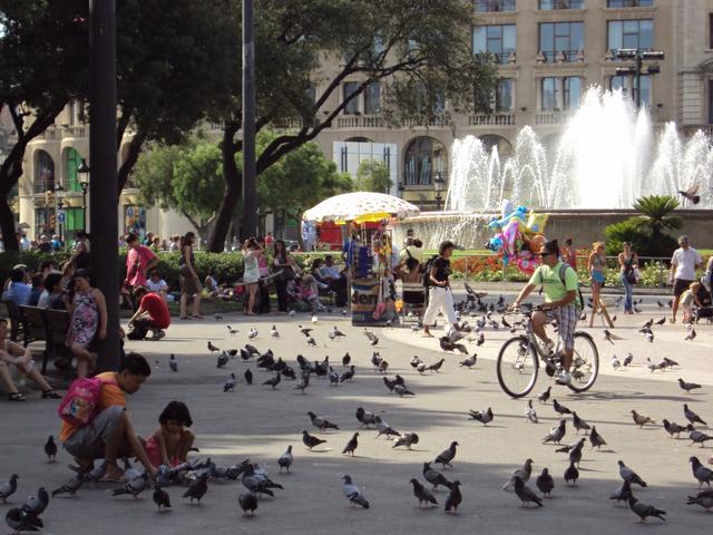 Image for Honey pidgeons...