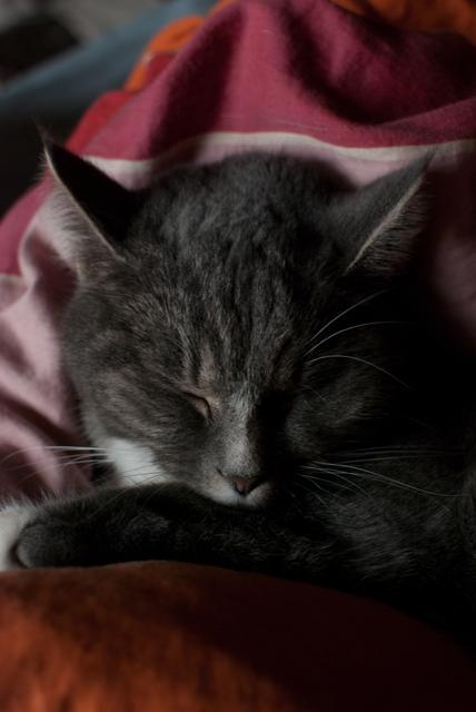 Image for My Friend's Cat