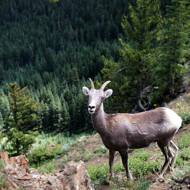 Image for Here's looking at you, kid