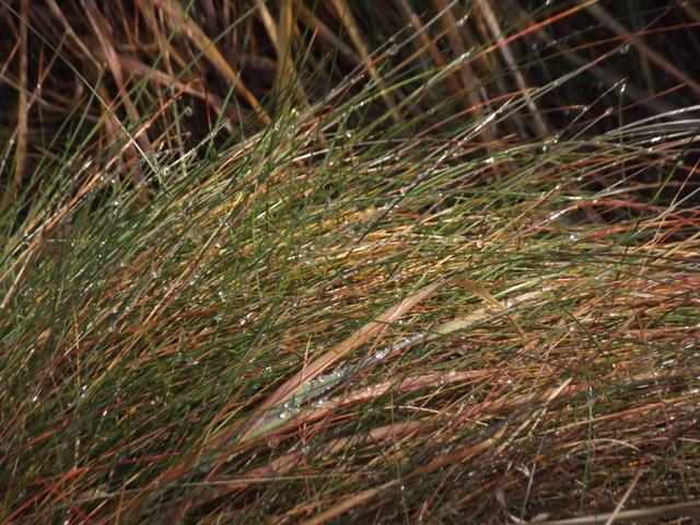 Image for Grass and Dew