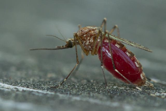 Image for a mosquito filled with blood.