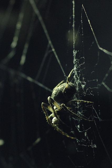 Image for a spider in a parking garage