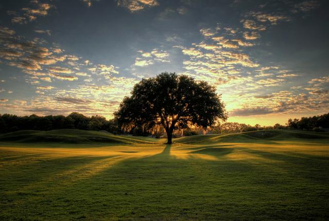 Image for a Tree aligned with a Sunset