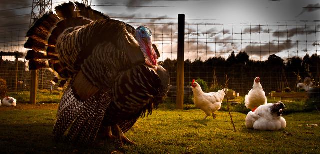Image for a murderous, terrifying battle turkey. This is a turkey of war.